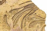 Ordovician Fossil Crinoid Plate - Marzane, Morocco #289487-3